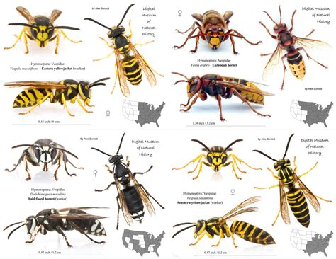 florida wasps and hornets identification